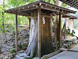 しるしの杉