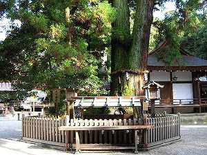 巳の神杉(みのかみすぎ)